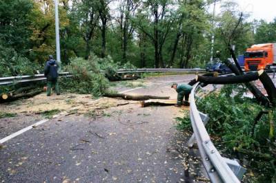 В Киеве попадали много деревьев после ночного урагана: фото последствий непогоды