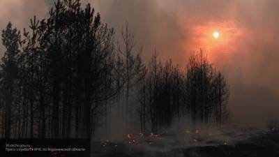 Режим ЧС ввели из-за пожаров в Воронежской области