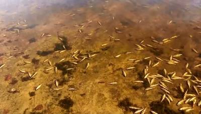 Инспектор назвал возможную причину гибели рыбы в Сынтульском озере