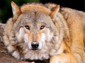 Еще два волка погибли от пуль охотников в Вытегорском районе