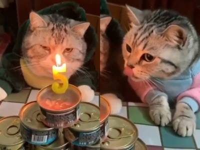 Разочарованный своим днем рожденья кот стал звездой Сети