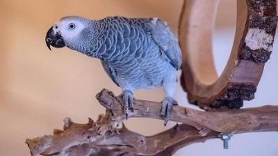 В Британии попугаи начали оскорблять посетителей в парке дикой природы - enovosty.com - Англия