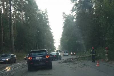 В Киевской области посреди дороги упало дерево и повредило два автомобиля
