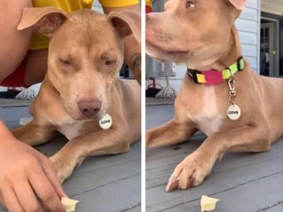 «Не трогай вкусняшку»: хозяйка устроила своей собаке испытание на терпение