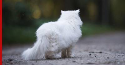 Домашний кот прошел 240 километров в поисках хозяев