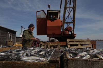 Китай отказался от российской рыбы