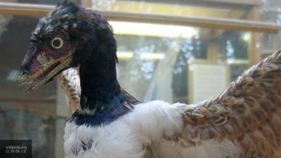 Археологи отнесли древнее перо к неизвестному виду "первой птицы"