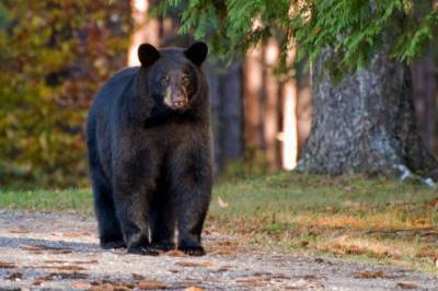 В зоопарке под Москвой медведь напал на мужчину с ребенком: первые подробности