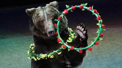 СК начал проверку после нападения медведя на дрессировщика в подмосковном цирке