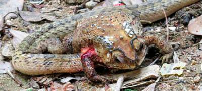 Биологи обнаружили змей, которые нападают на жертв, вспарывают брюхо и пожирают их изнутри