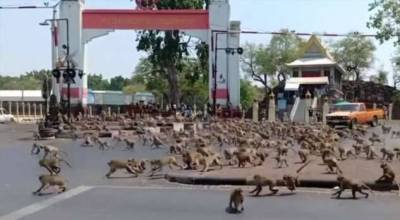 В Таиланде пришлось кастрировать сотни обезьян
