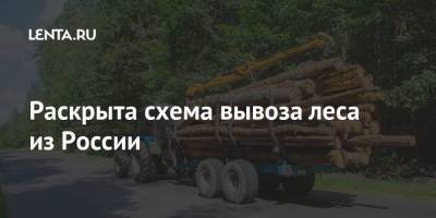 Раскрыта схема вывоза леса из России