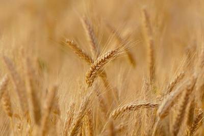 В Аргентине официально разрешили выращивать ГМО-пшеницу