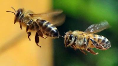 Савватий Пчельник: традиционный бортнический праздник 10 октября