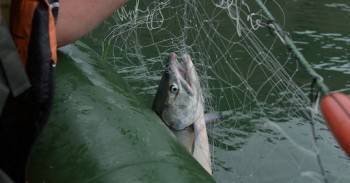 В Шекснинском районе рыбака оштрафовали за использование сети
