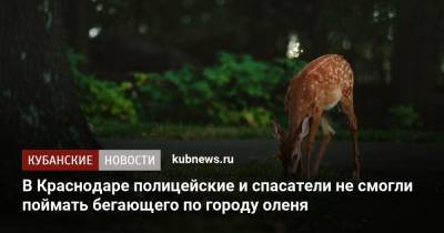 В Краснодаре полицейские и спасатели не смогли поймать бегающего по городу оленя
