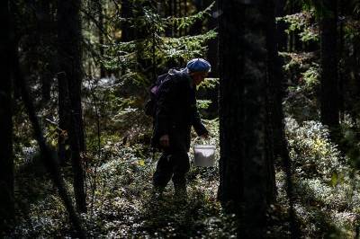 В Смоленском районе нашли потерявшуюся в лесу бабушку