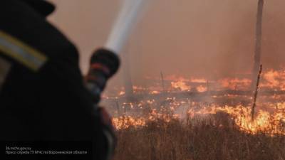 СМИ: площадь пожаров в Рязанской области достигла 650 гектаров