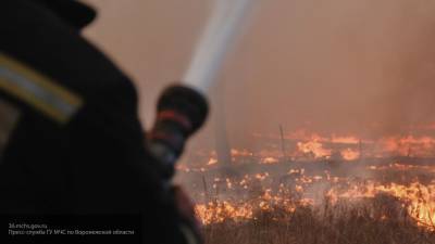 Пожары охватили 650 гектаров в Рязанской области