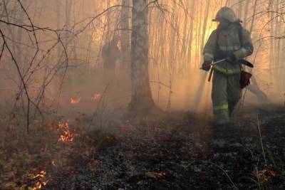 Площадь пожаров из-за взрывов в Рязанской области составила 650 гектаров
