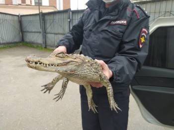 Тарногского крокодила ночью отправили на ферму в Подмосковье (видео)