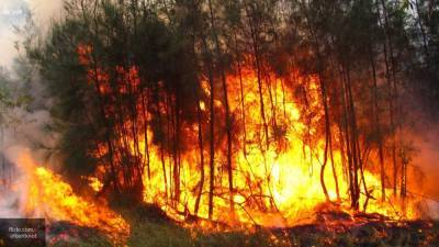 Пожар произошел в воронежском парке "Северный лес"