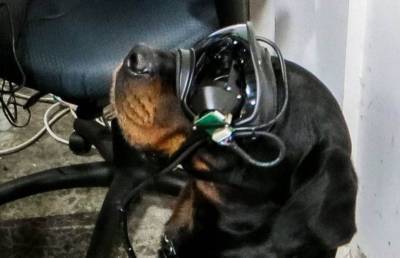 В США разработали очки дополненной реальности для собак