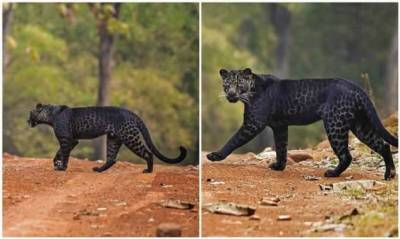 В Индии заметили редчайшего черного леопарда за охотой (6 фото)