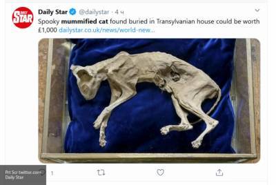 Житель Румынии продаст найденную в стене мумию кошки за 80 тысяч рублей