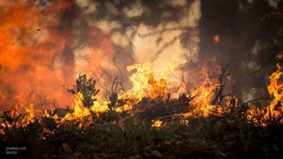 Спасатели ликвидировали пожар в Северном лесу Воронежа