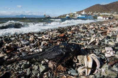 Губернатор Камчатки заявил, что найдено судно, которое сбросило отходы в океан