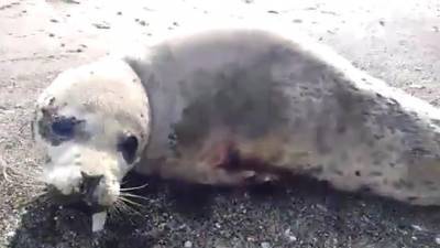 На Сахалине расстреляли тюлененка
