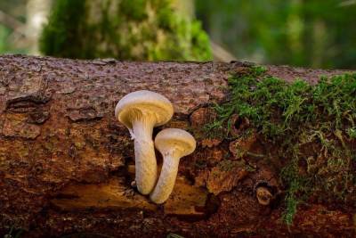 У древесного гриба обнаружены новые целебные свойства