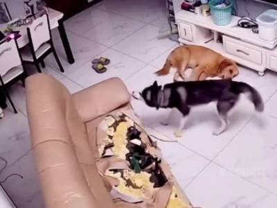 «Сделал по феншую!»: Пёс хаски устроил дома перестановку мебели и заодно рассыпал мусор