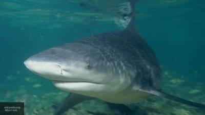 Австралийский серфер пропал после появления акулы около пляжа