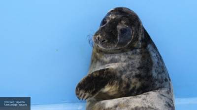 Неизвестные убили тюлененка на Сахалине