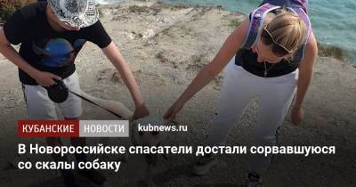 В Новороссийске спасатели достали сорвавшуюся со скалы собаку