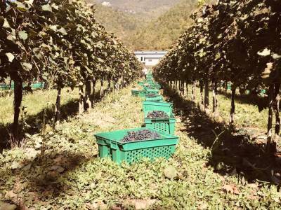 В Рача приступили к ртвели — сбору урожая винограда