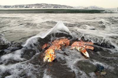 Власти Камчатки: судно не могло убить тысячи морских животных в бухте