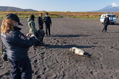 На Камчатке обнаружен предполагаемый виновник экологической катастрофы