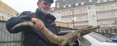 Мужчина в Вологодской области пришел в полицию с крокодилом