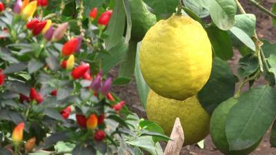 «Растения страдают»: в Уфе модернизируют лимонарий