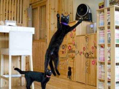 В Японии во время эпидемии женщина сохранила кафе, где живут только черные кошки