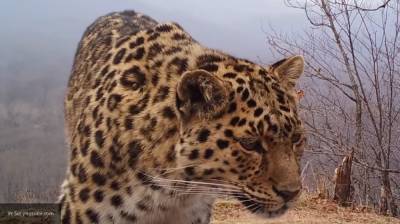 Сотрудники приморского нацпарка рассказали о старейшем леопарде