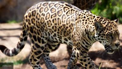 Сотрудники нацпарка "Земля леопарда" показали снимки "кинозвезды"