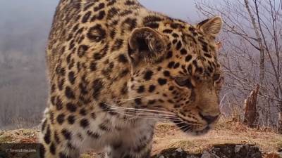 Старейший леопард Охотск попал на фото и покорил пользователей Сети