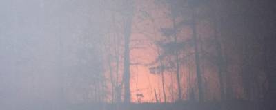 В двух районах Рязанской области зафиксированы лесные пожары