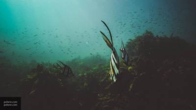 Причиной загрязнения Авачинского залива могут оказаться токсичные водоросли