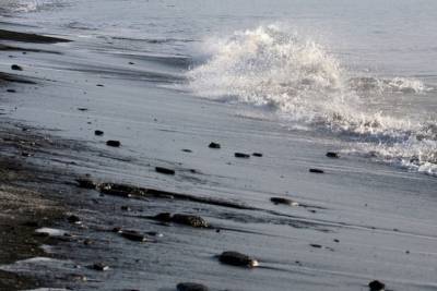 В отравлении океана на Камчатке обвинили токсичные водоросли