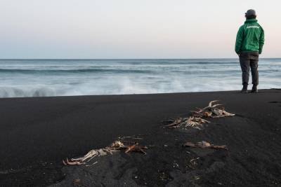 Ученые считают, что причиной гибели морских животных на Камчатке стали токсичные водоросли